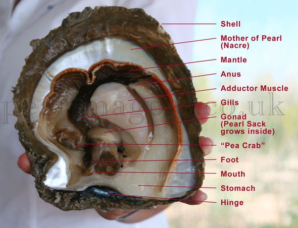 are pearl mullusks killed after a pearl is harvested?