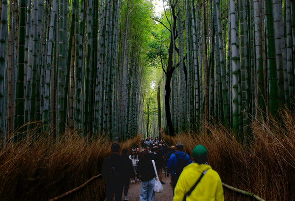 Hutan Bambu sagano di Arashiyama