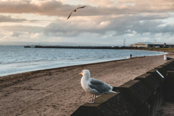 Galloway and Southern Ayrshire, Skotlandia