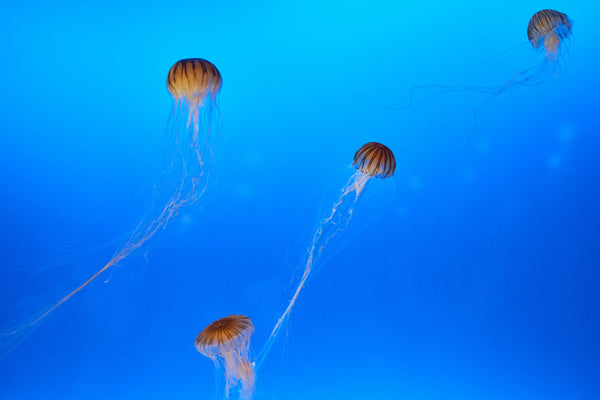 Kaiyukan Aquarium Jepang