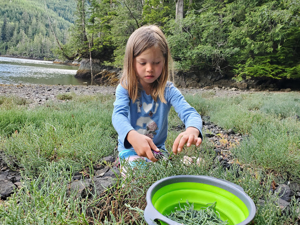 Foraging on the Beach