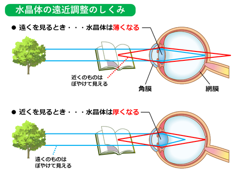 水晶体