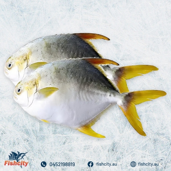 YELLOW_PROMPET_WHOLE