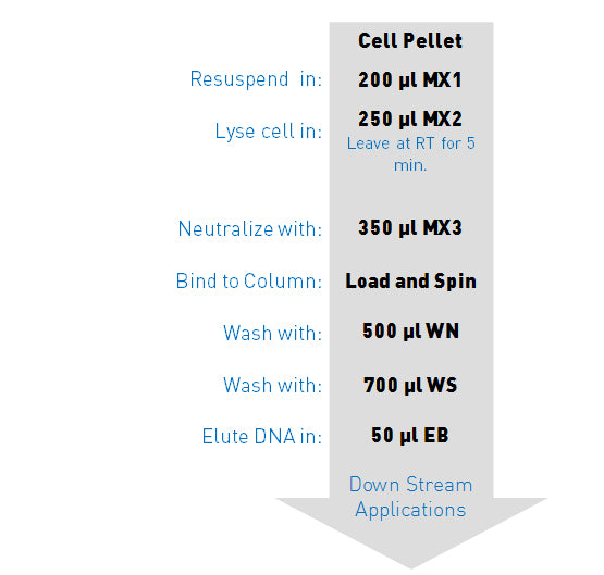 GenCatch Plasmid mini prep flow chart
