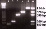PCR fragment purification