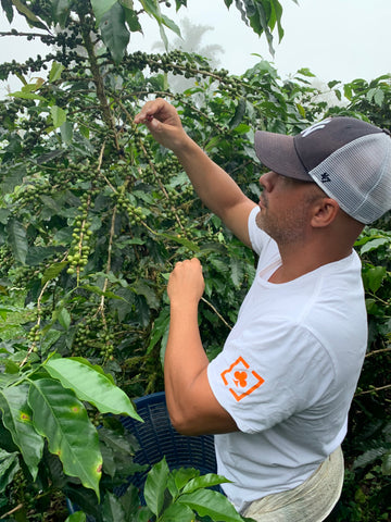Rob picking coffee beans in Costa Rica