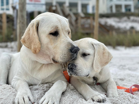 Sonny and Simba on the White Creek Farm beach