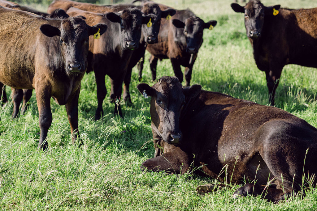 Sonny's farm wagyu cross beef cows on grass