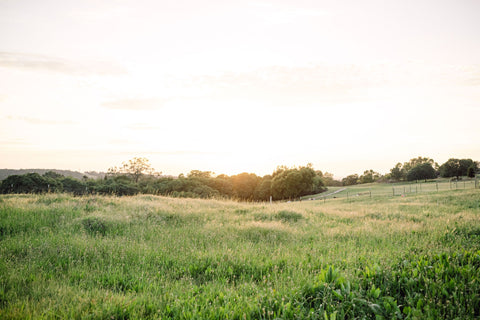 Sonny's Farm pastures covered in grasses