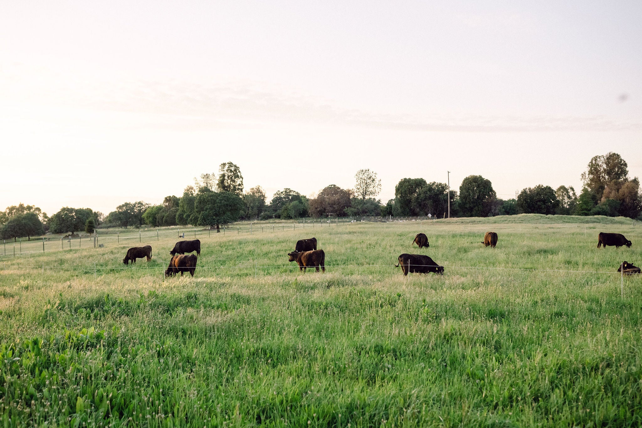 Wagyu cross grass-fed regenerative farmed beef grazing on green pastures on Sonny's Farm in California.
