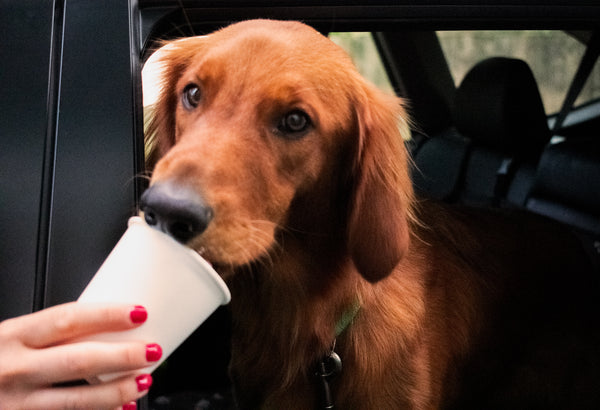dog and pup cup