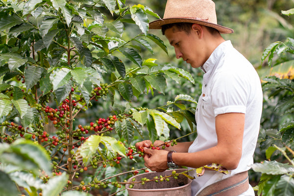 Honduran coffee farm