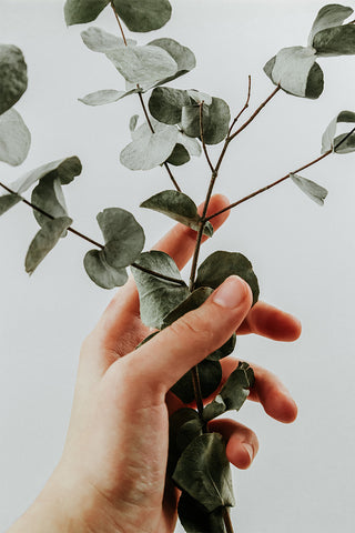 Hand holding Eucalyptus plant | Lèlior Blog Image
