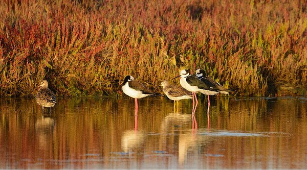 aves, flora e fauna – La Serena, Coquimbo