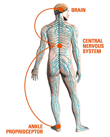 Proprioception in the human body