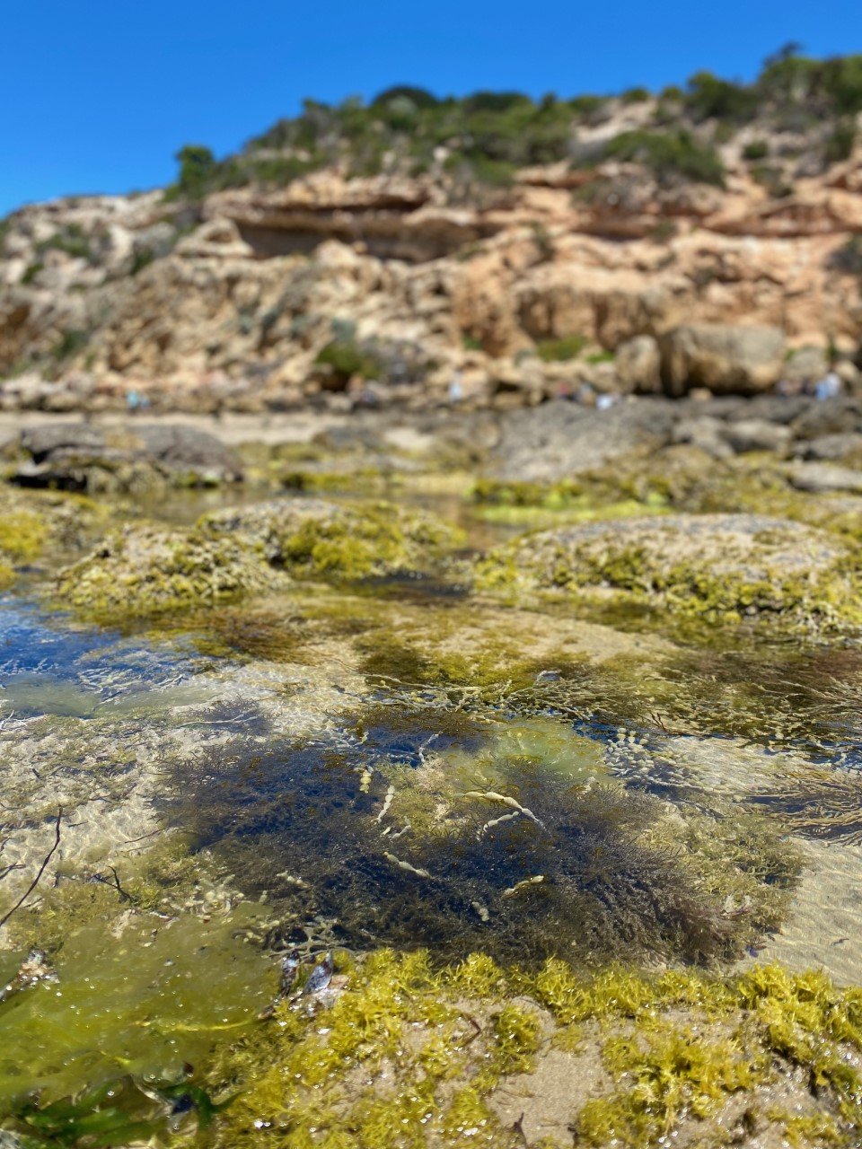 Barwon Heads Bluff rockpools