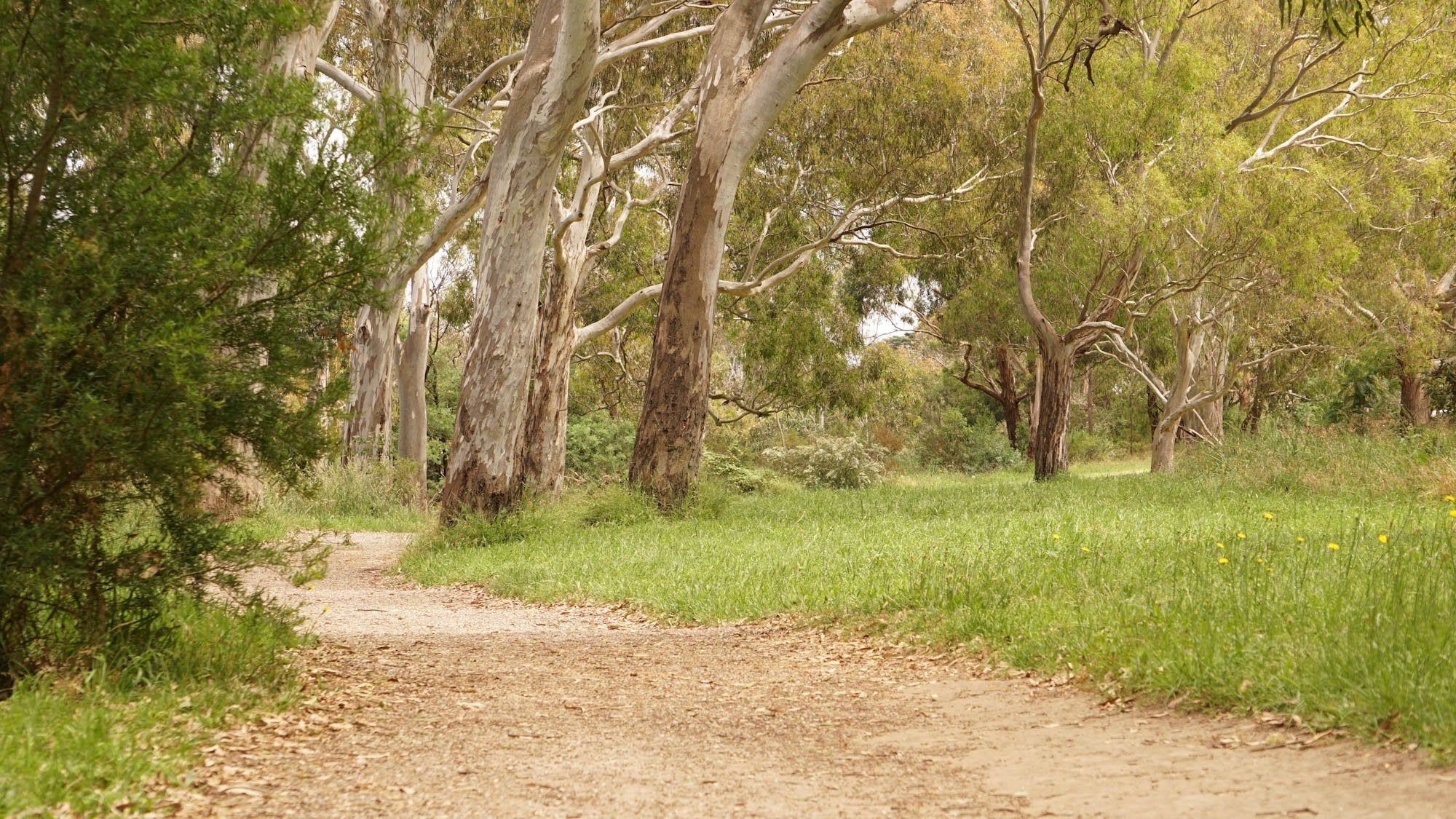 Bellbird Picnic Area and track