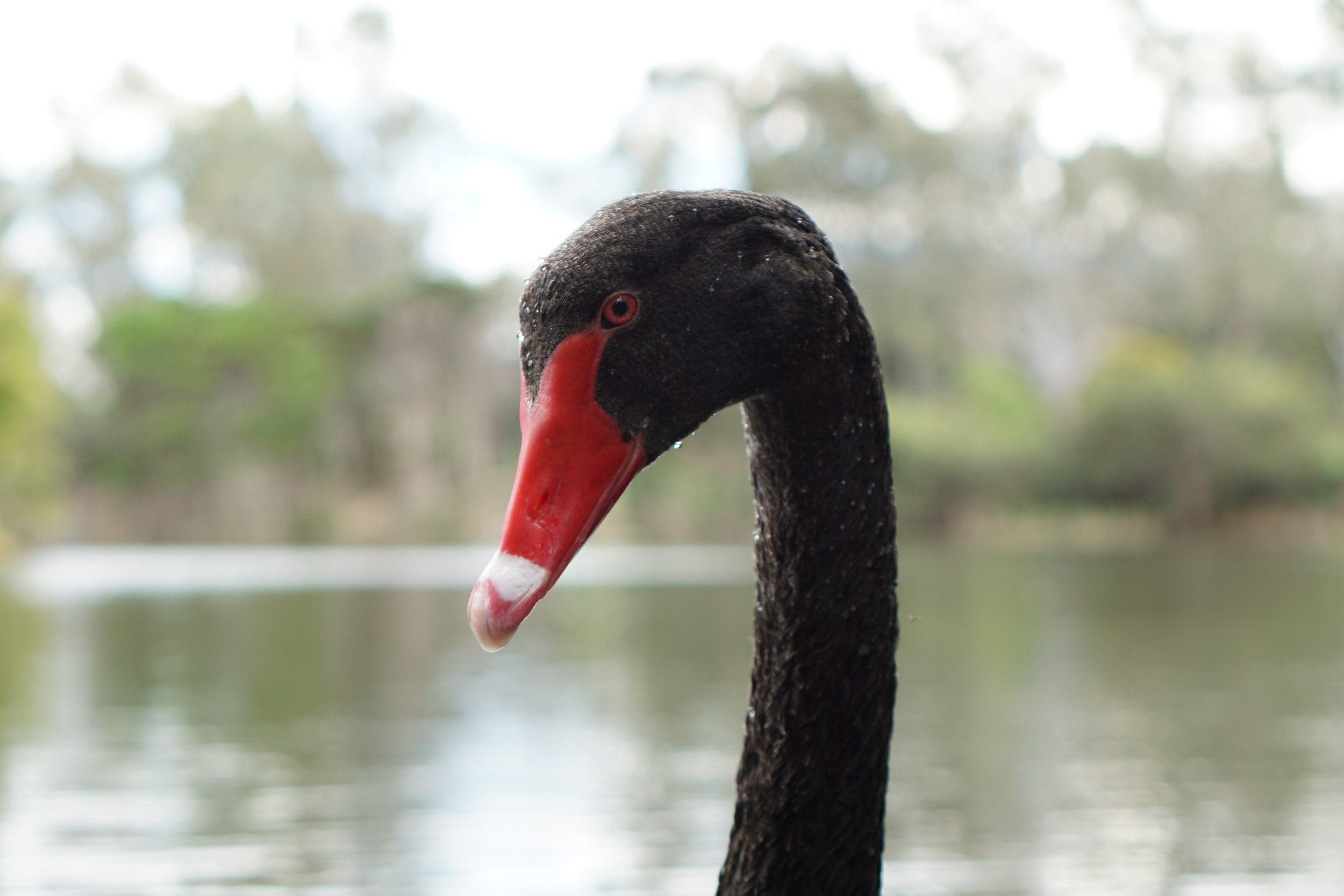Black Swan upclose