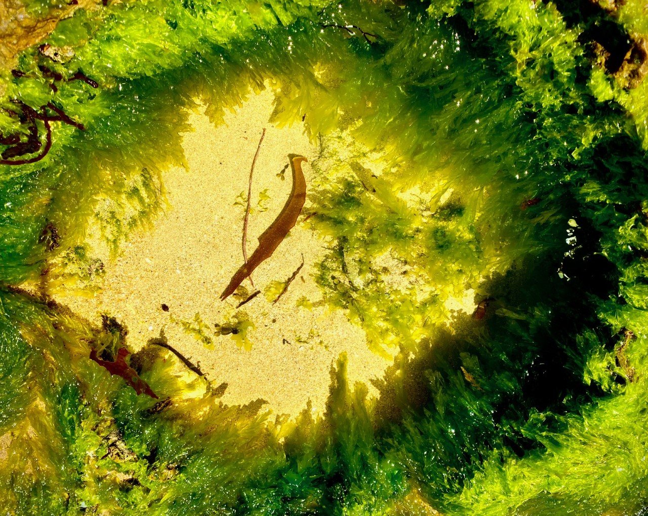 Looking into a rockpool with sea grass