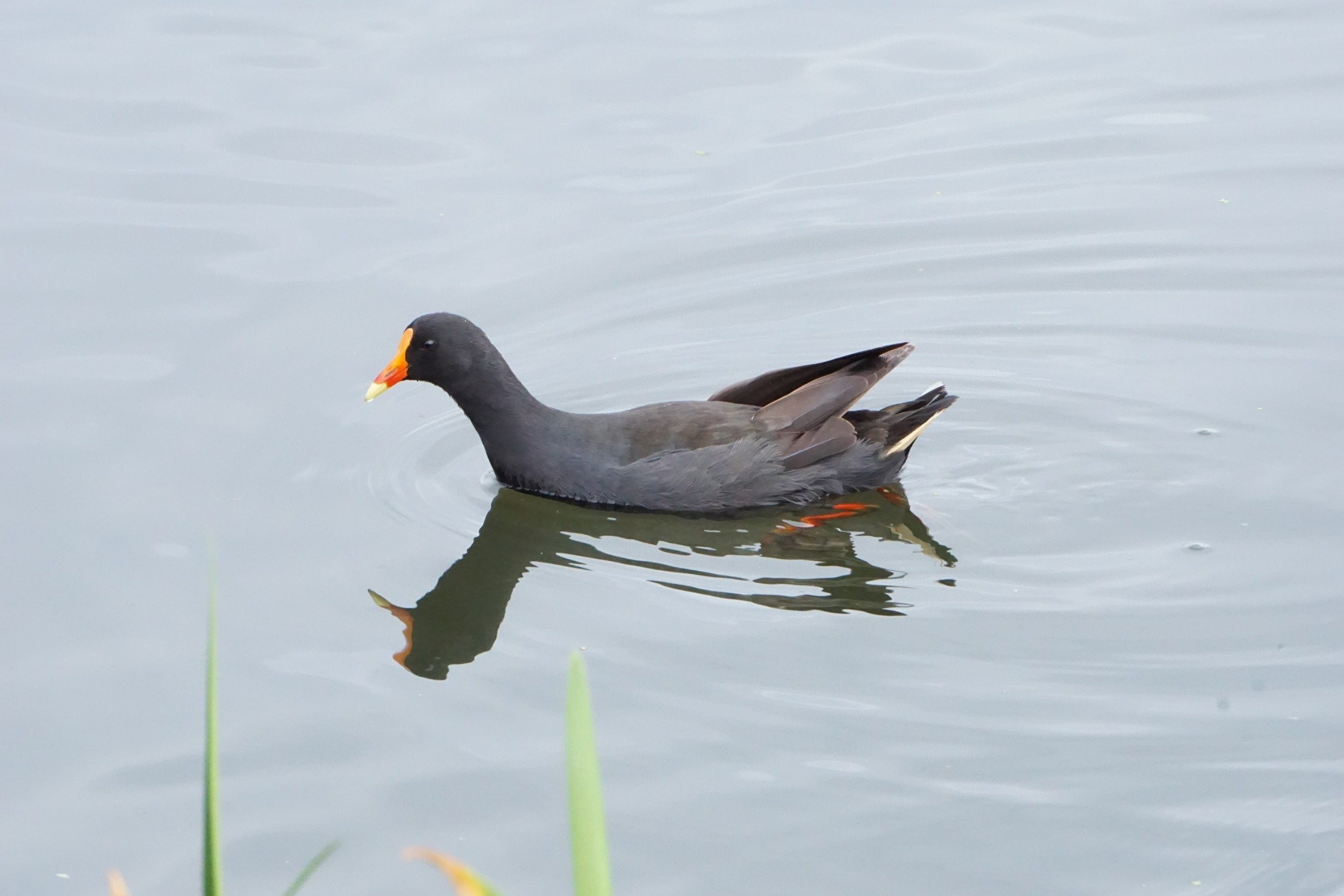 Dusky Moorhen at Banyule Flats Reserve