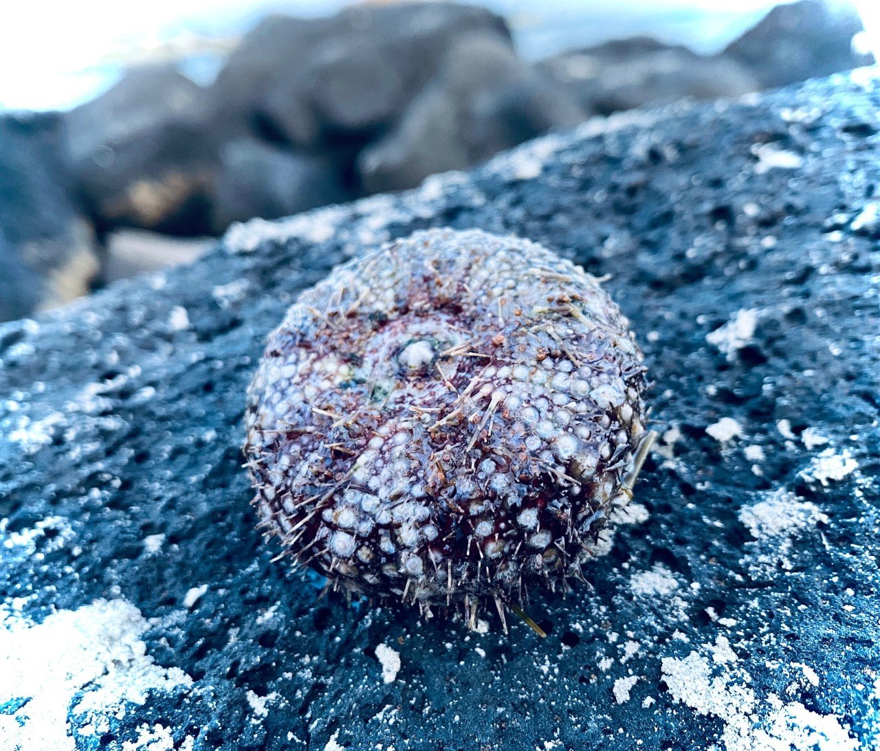 Sea Urchin on a rock