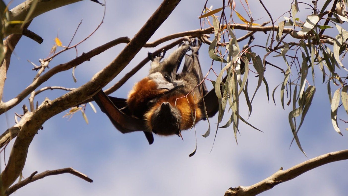 Flying Foxes at Yarra Bend Park