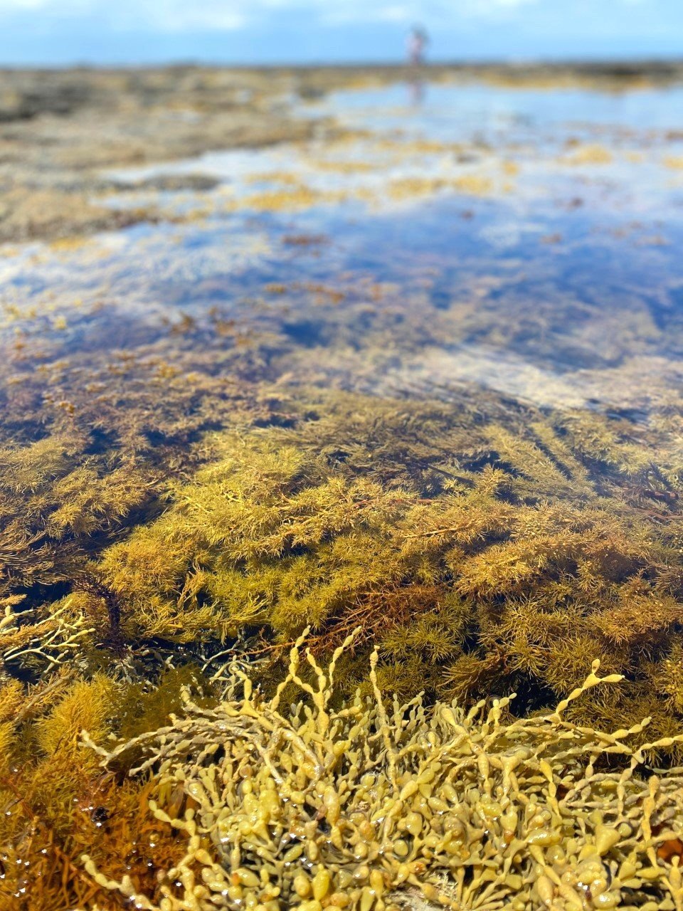 Mushroom Reef Sanctuary