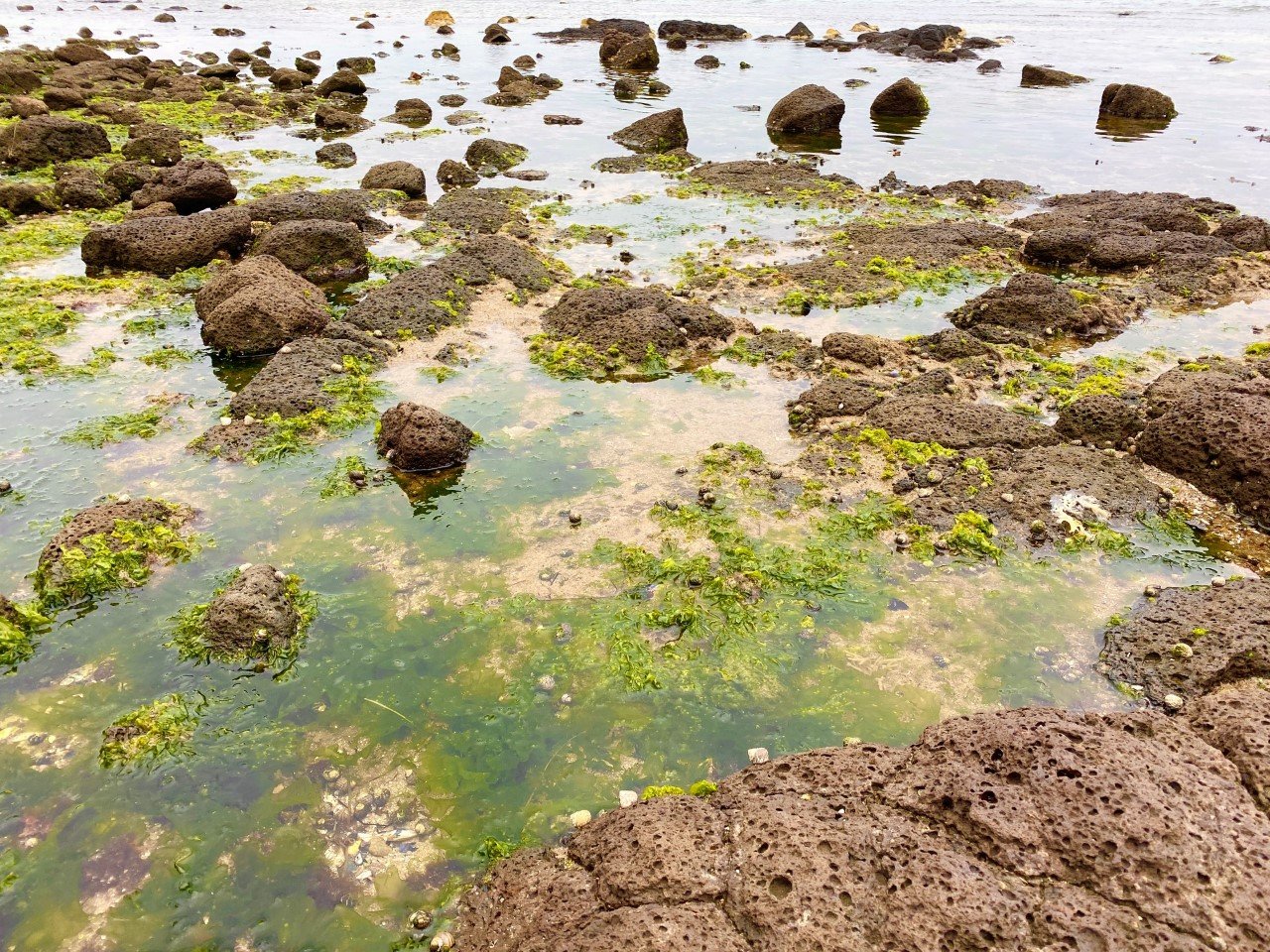 Small rockpools at Point Cook