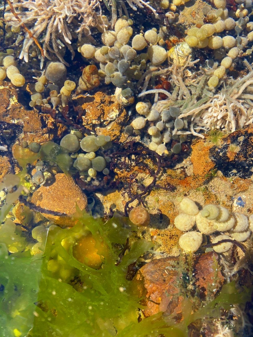 A busy rockpool