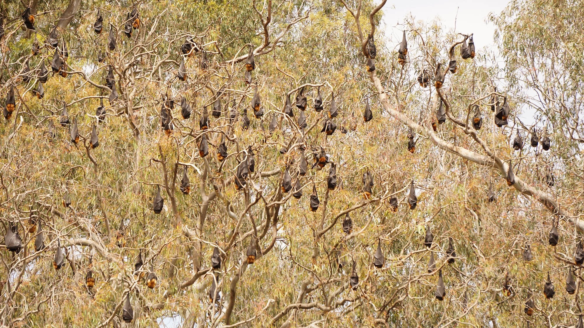 Cluster of flying foxes