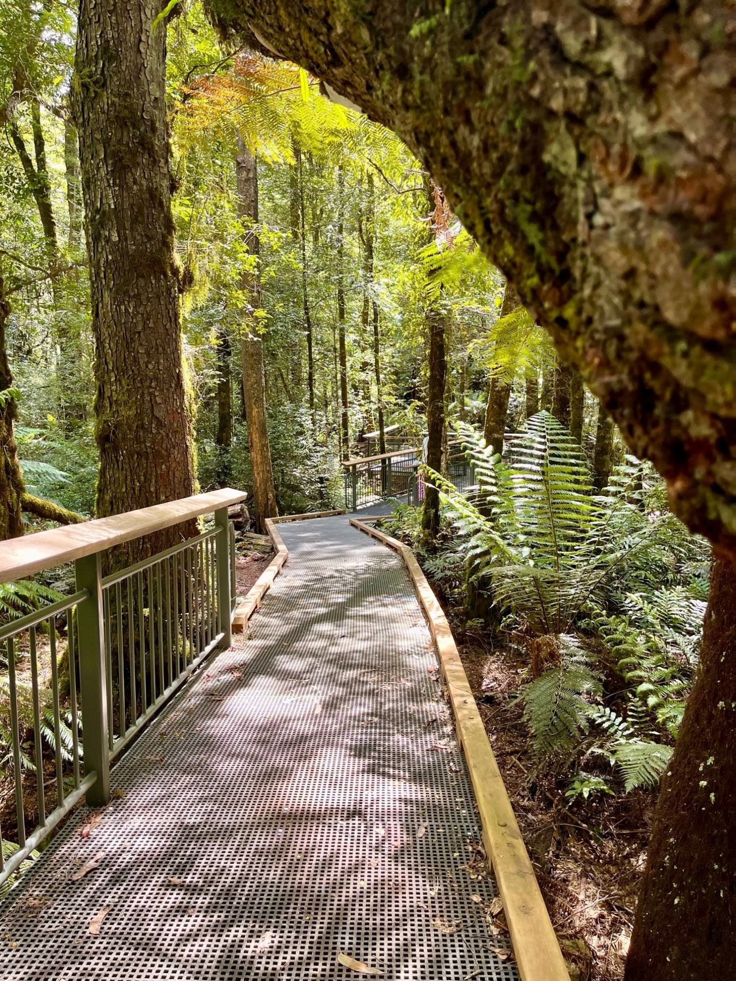 Wirrawella Rainforest Walk, Toolangi