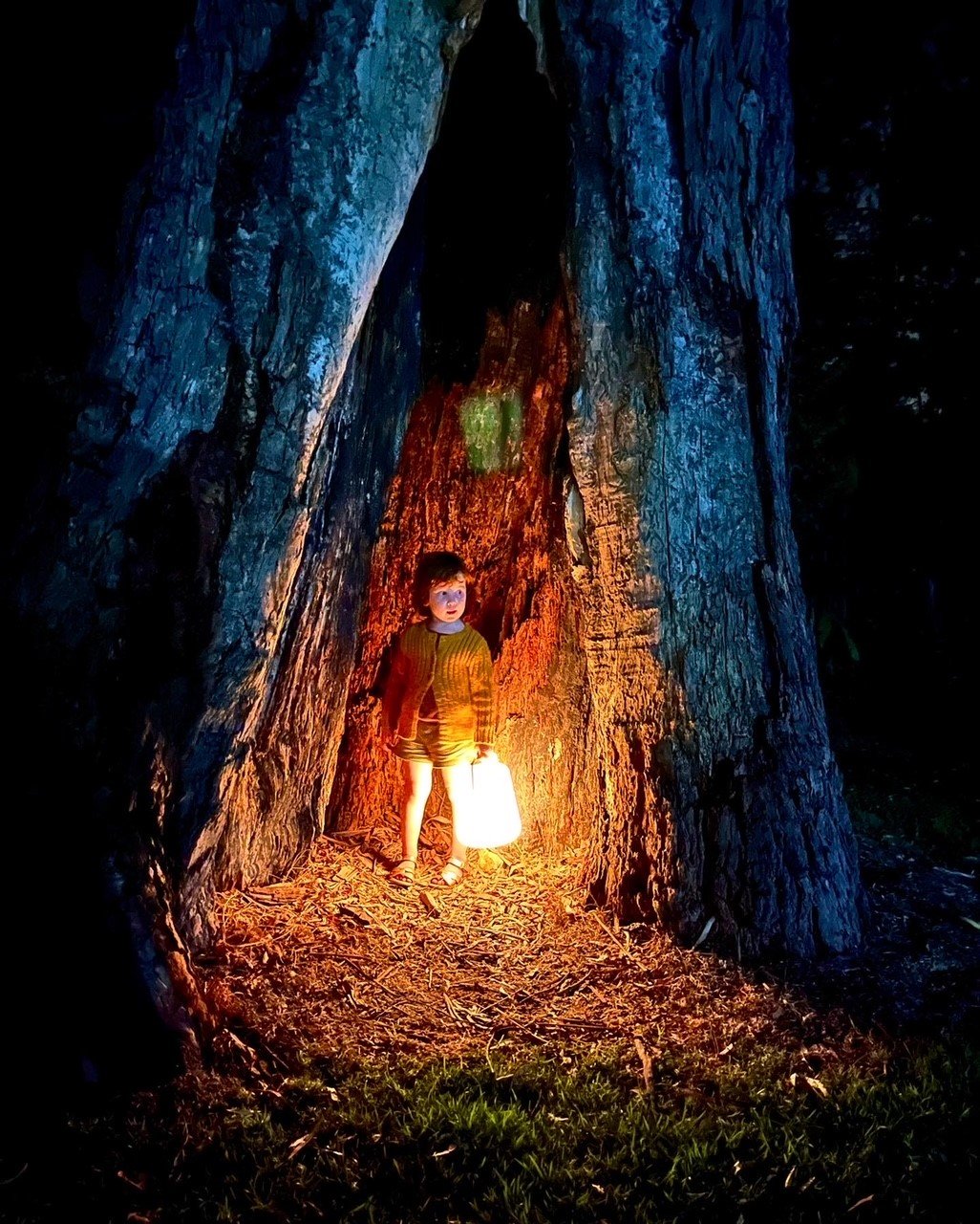 Badgeir Weir Healesville hollow tree with lantern