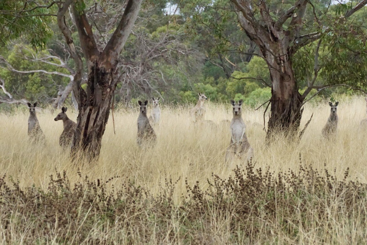 Woodlands Historic Park Kangaroos