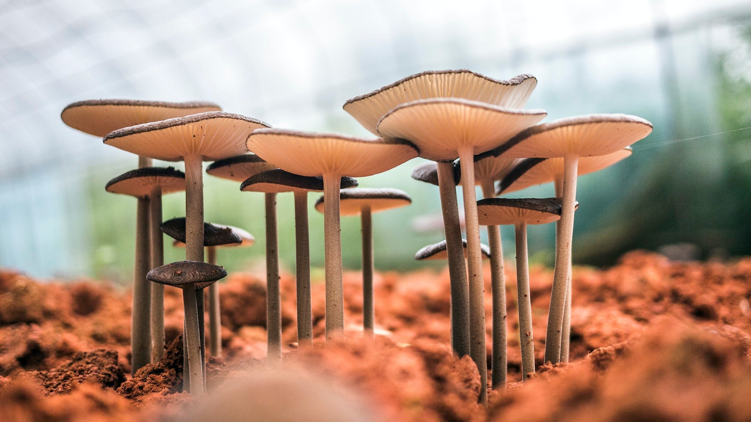 Mushrooms up close