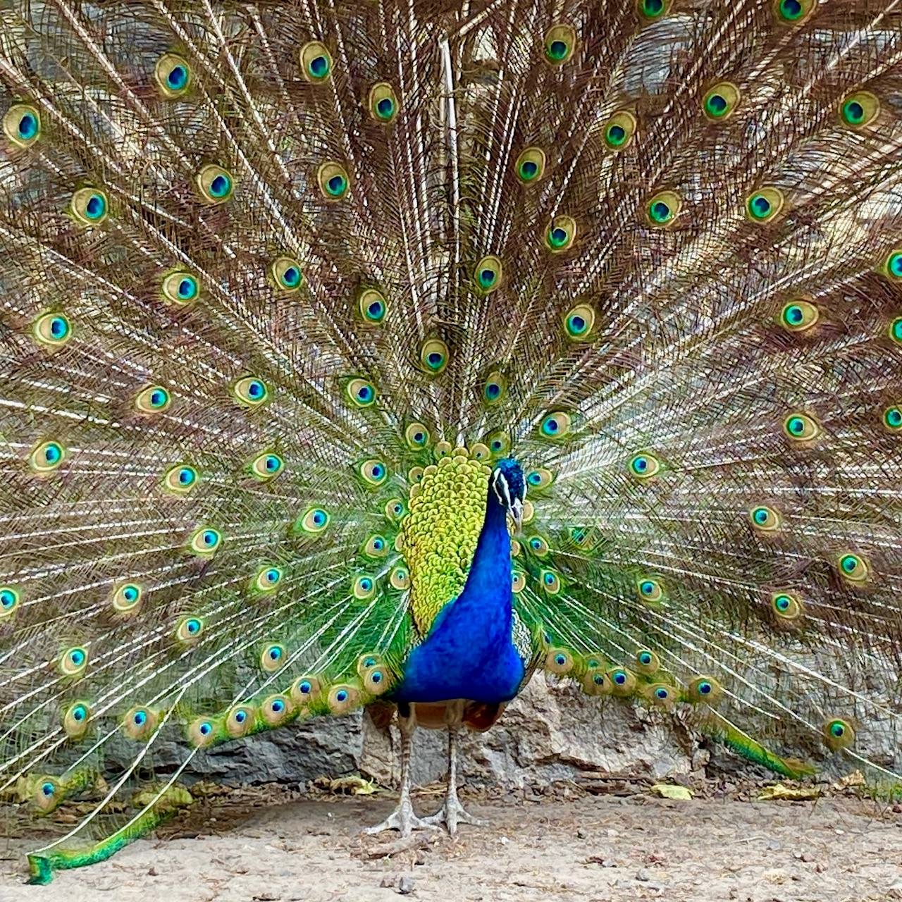 Peacock at Collingwood Childrens Farm