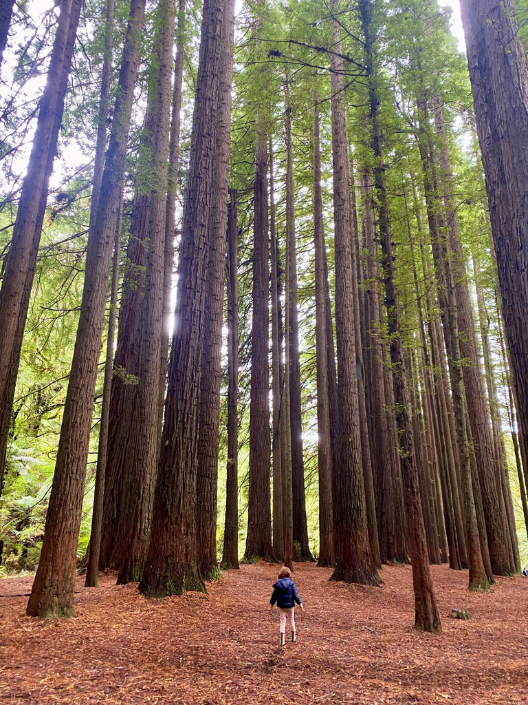 Redwoods Otways