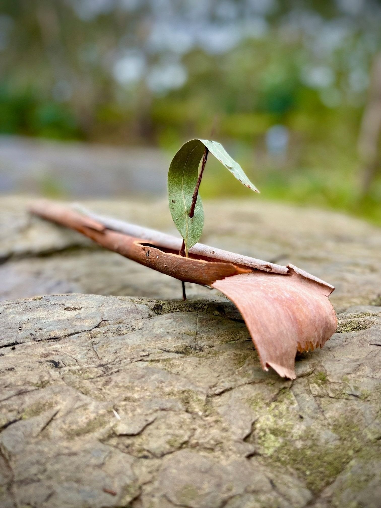 River Race with bark and a leaf