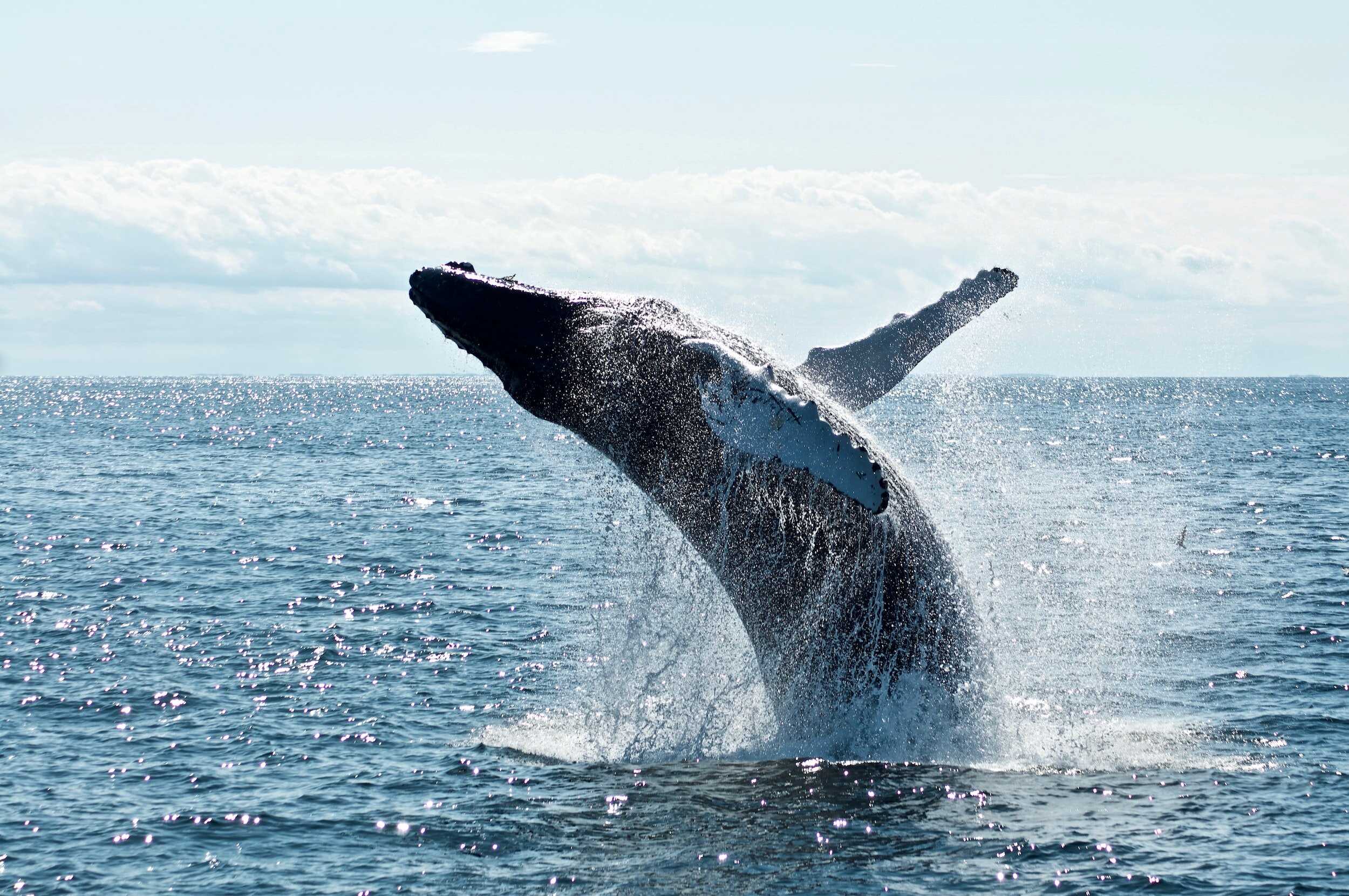 Whale leaping out of the water