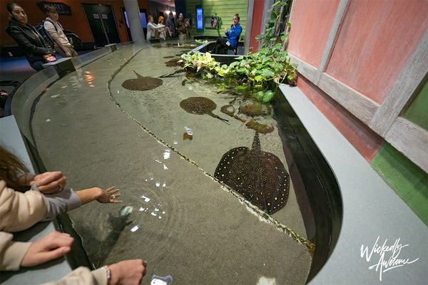 Freshwater Stingrays