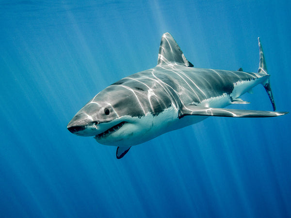 Great White Shark