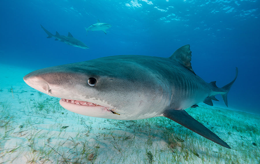 Tiger Shark Fishing in Myrtle Beach