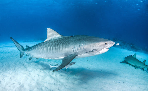 Tiger Shark vs. Great White Shark