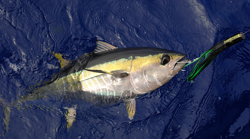 Tuna Fish Fishing Myrtle Beach, SC