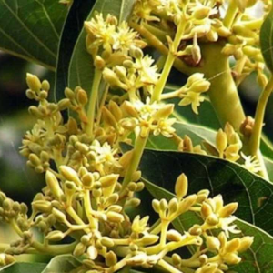 Close-up of yellow flower buds and green leaves on a tree branch.