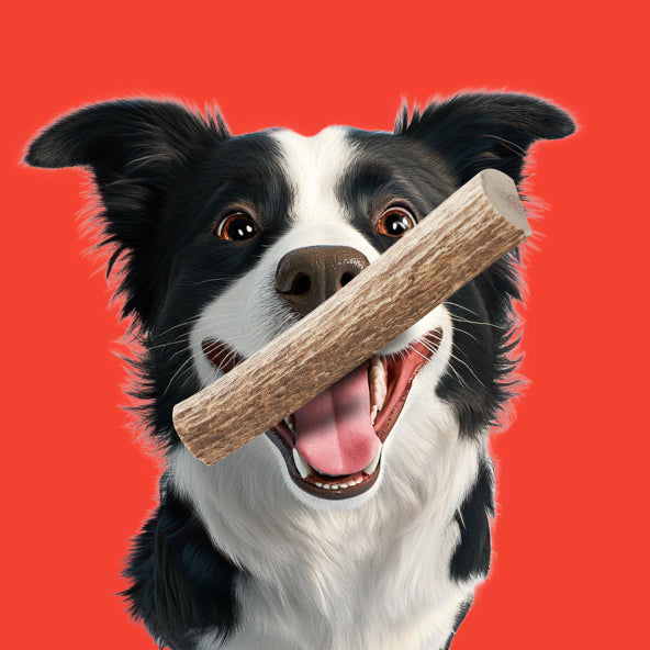 Happy dog holding a stick against a bright red background.