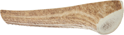 Partially cut deer antler with a smooth, light brown surface.