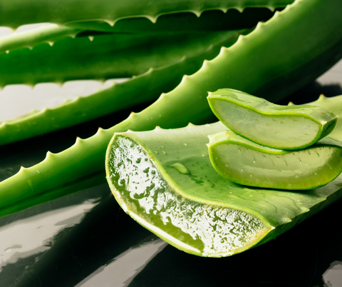 aloe vera