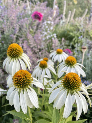 white echinacea flowers in a garden