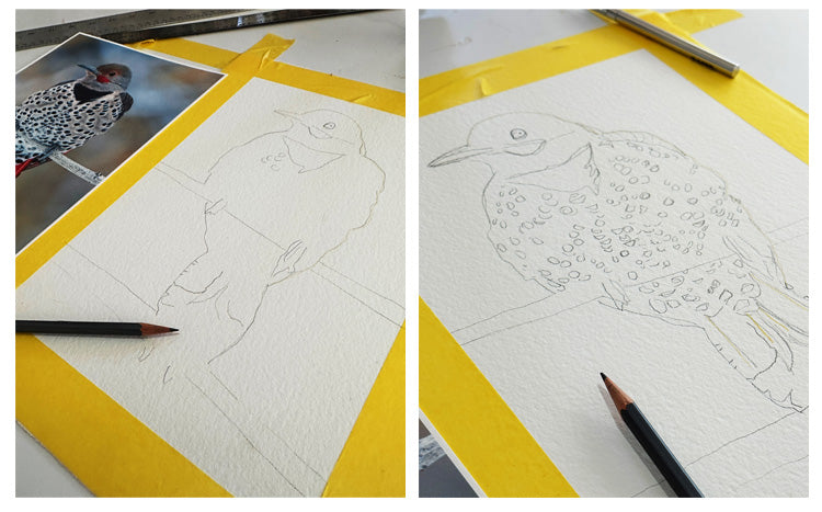 side by side pencil drawings of a woodpecker in process