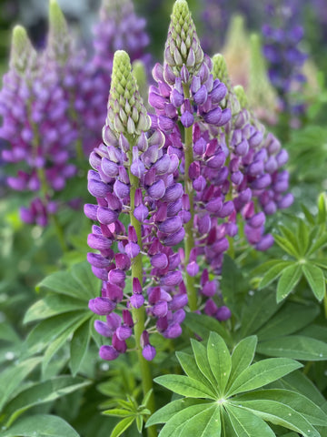 lupine flowers in a garden